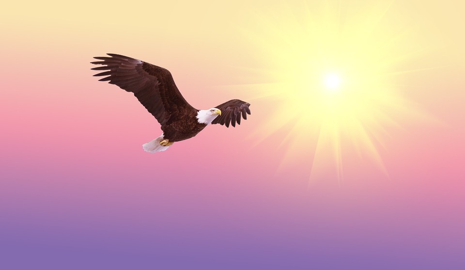 soaring eagle pixabay